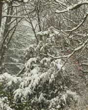 Snow covered trees