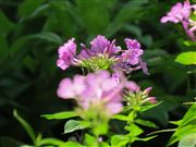 Summertime Phlox