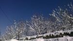 Snow Flowers