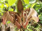 Clinging Moths 