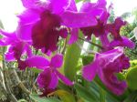 Native Orchids