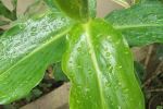 Raindrops Keep Fallin 