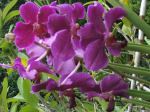 Violets Are Not Blue