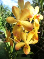 Yellow Denrobium