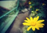 Flower Of Romance