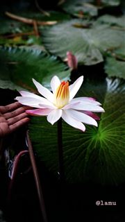 Flower For Life