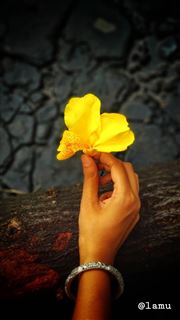 Rock And Flower