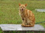 Cat Over The Tomb