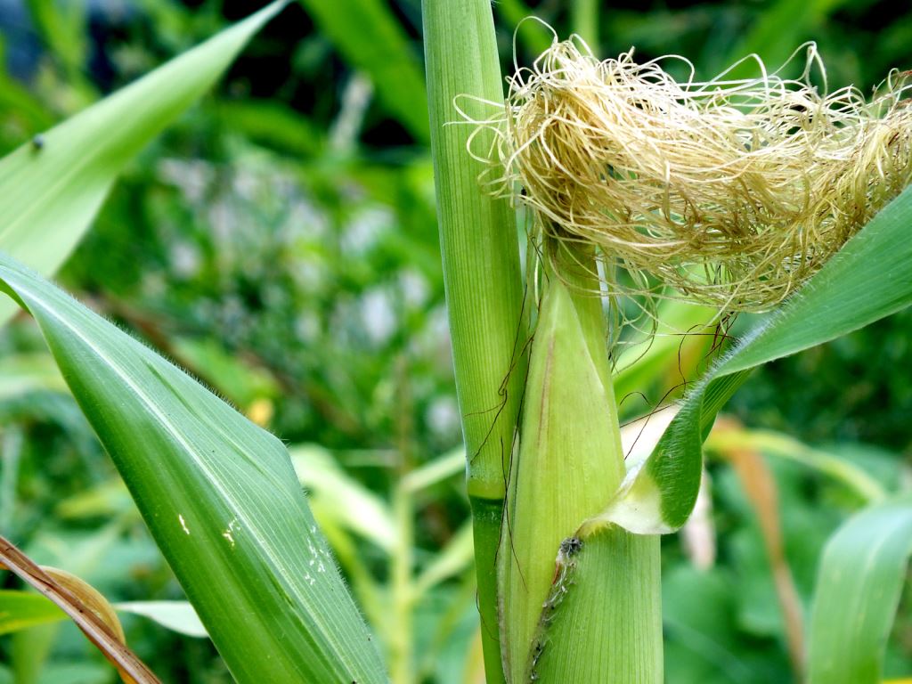 A Green Corn