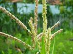 Before Be Corn