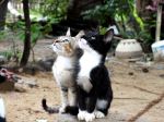 Brothers