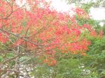 Blossom Of Peacock Flower