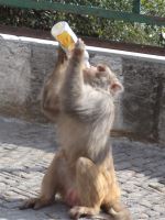 I Like Mango Juice