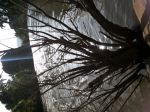 Black Plant