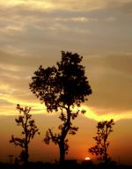 Black Tree