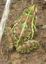Green Frog