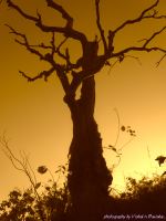 Horror Tree