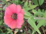 Lovely Flower