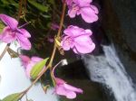 Pink Flower