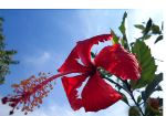 Red Flower