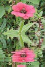Reflect Flower