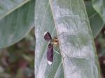 Renbow Mosquito
