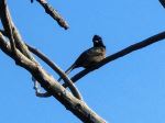 Sky Bird