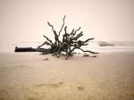 Tree On Beach