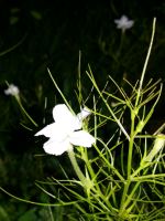 White Flower