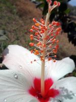 White Flower