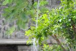 Water Falls On The Tree