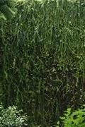 Greenery Wall