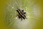 Spiny Backed Orb Weavers