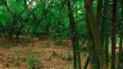 Bamboos