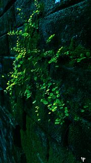 Green Survivors