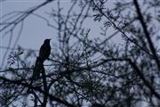 The Bird