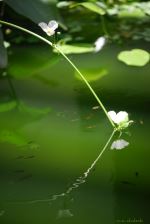 Reflected