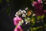 Bougainville In The Sun