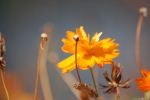Wild Flowers