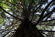 Sequoia