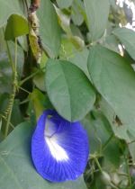 Nature Clubbed With Insects And Flowers