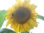 Sunflower In Full Bloom
