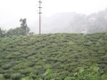 Tea Garden