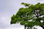 Tree Calling
