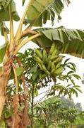 About Uganda 