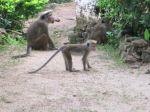 Monkey