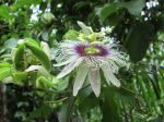 Passion Fruit Flower