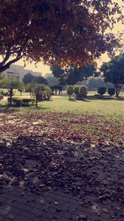 Autumn Tree