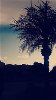 Palm Tree