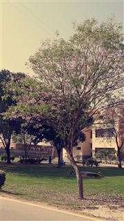 Flower Tree